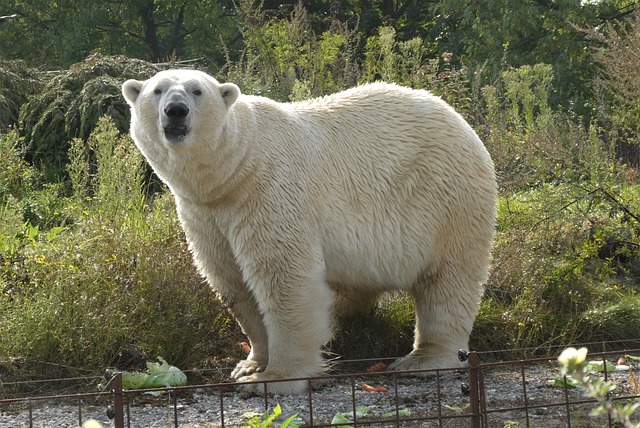 polar bear